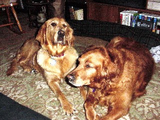Honey (a Golden Rescued) and Echo Ann (Sammie's baby born 1998) in 2005